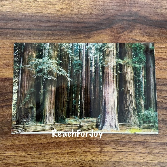 Vintage Postcard Lot 1950s California Giant Redwoods Sequoia Sempervirens Avenue - Picture 3 of 9